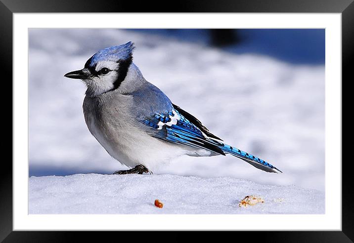 Winter Bluejay Framed Mounted Print by Elaine Manley