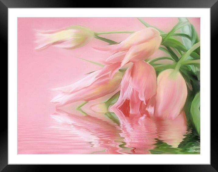 Spring Tulip Wish     flower  Framed Mounted Print by Elaine Manley