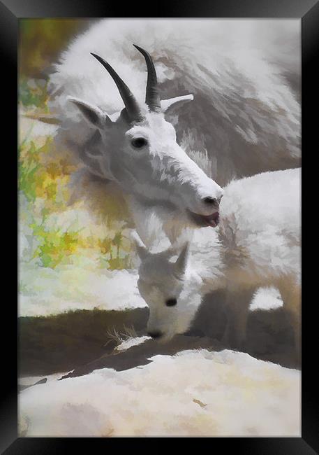 Mountain Goat and baby Framed Print by Elaine Manley