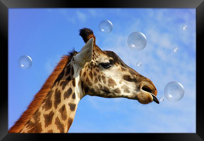 Catch A Bubble Framed Print by Elaine Manley