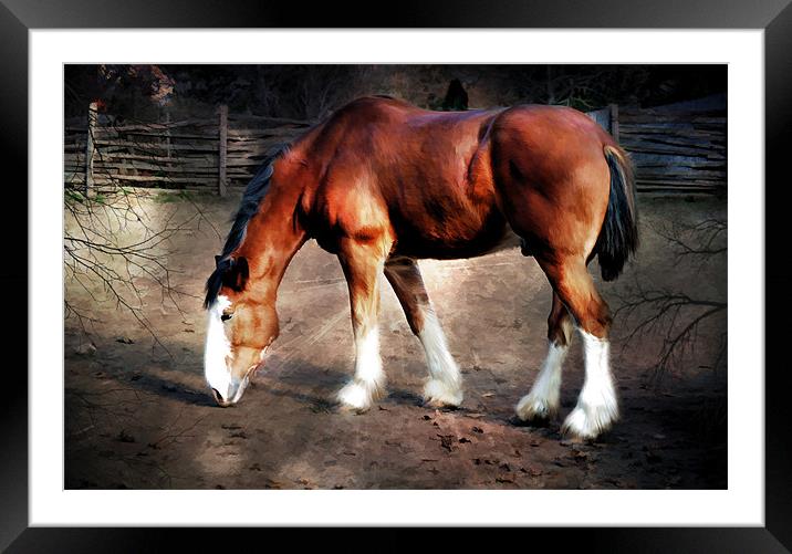 The Clydesdale Framed Mounted Print by Elaine Manley