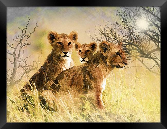 Lion Cubs Relaxing Framed Print by Elaine Manley