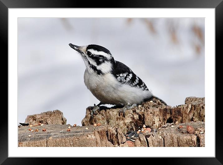 Downy Woodpecker Framed Mounted Print by Elaine Manley