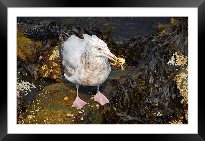 A Tasty Morsel Framed Mounted Print by Elaine Manley