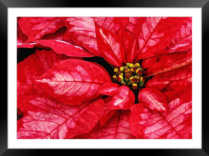 Red and White Poinsettas flower Framed Mounted Print by Elaine Manley