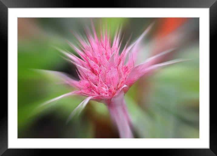 Pink Burst ...bromeliad flower Framed Mounted Print by Elaine Manley