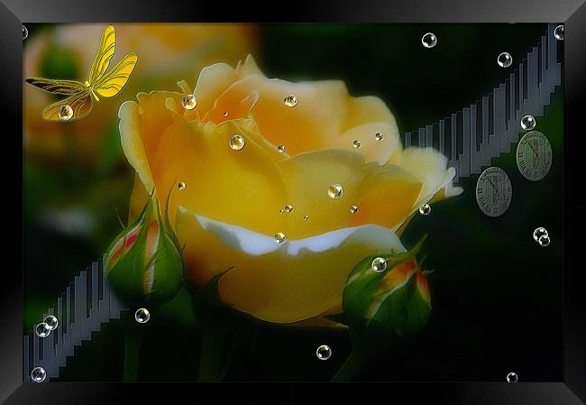 The Rose flower    Music in Time  Framed Print by Elaine Manley