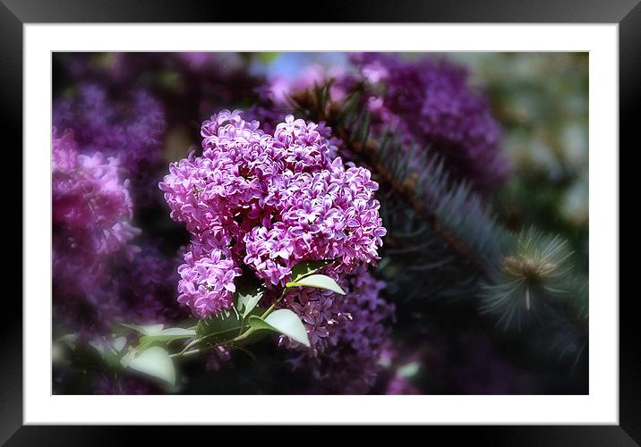  Spring Lilac flower and Fir tree Framed Mounted Print by Elaine Manley