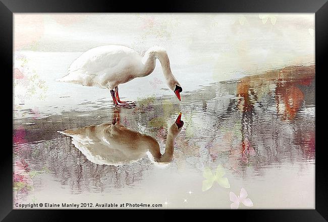 Swan Reflection Framed Print by Elaine Manley