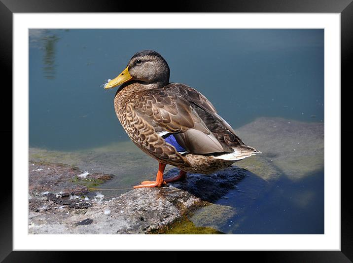 Happy Duck Framed Mounted Print by Elaine Manley