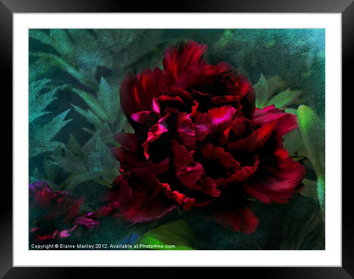 Ruby Peoni flower Framed Mounted Print by Elaine Manley