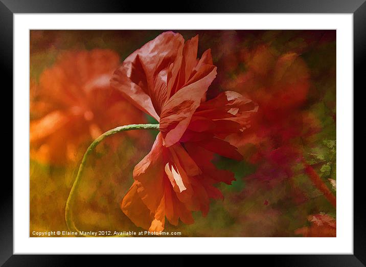 Poppy Flower in the Wind Framed Mounted Print by Elaine Manley