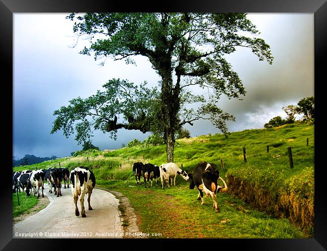 When The Cows Come Home Framed Print by Elaine Manley