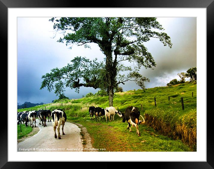 When The Cows Come Home Framed Mounted Print by Elaine Manley