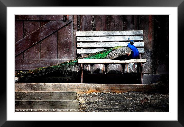 Spoiled Peacock Framed Mounted Print by Elaine Manley