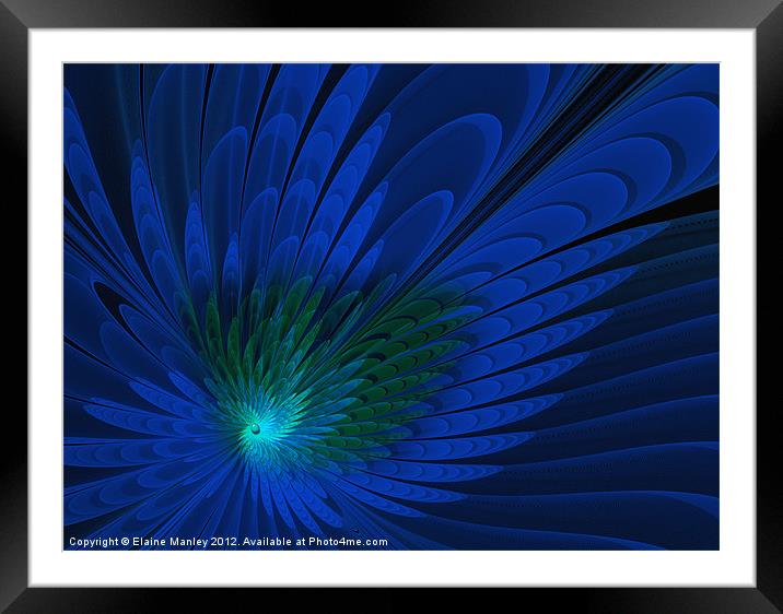 Peacock Feathers .. fractal Framed Mounted Print by Elaine Manley