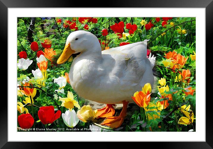 Standing in the Tulips Framed Mounted Print by Elaine Manley
