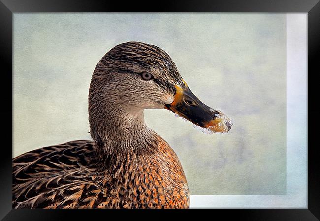 Icy Duck Beak Framed Print by Elaine Manley