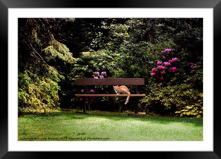 The Cat in the Botanical Gardens Framed Mounted Print by Elaine Manley
