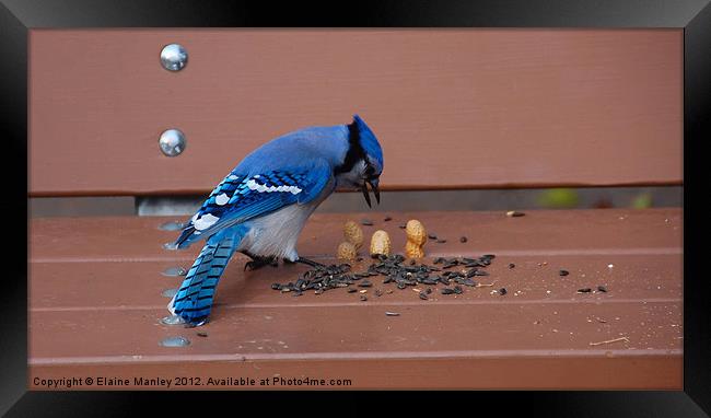 Outsmarting a Bluejay Framed Print by Elaine Manley