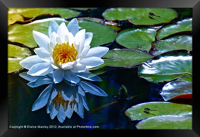 Lily  pads with a flower and Dragon Flies Framed Print by Elaine Manley