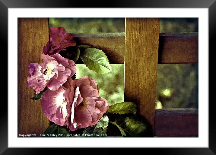Vintages Rose Flowers on Trellis Framed Mounted Print by Elaine Manley
