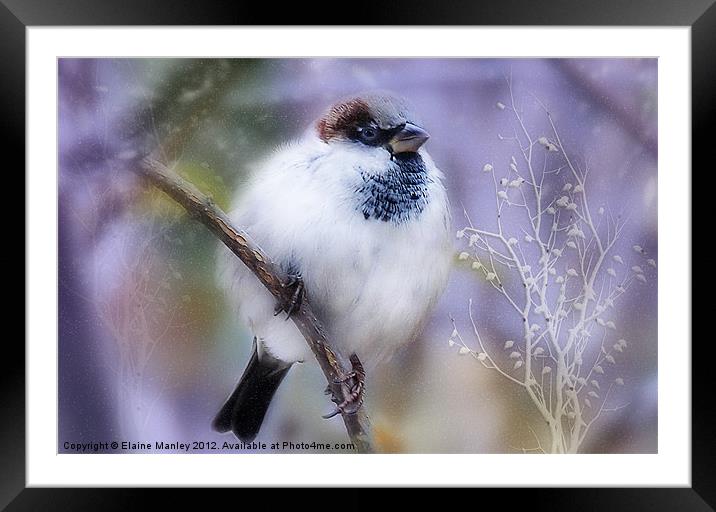 Winter Sparrow Keeping Warm Framed Mounted Print by Elaine Manley