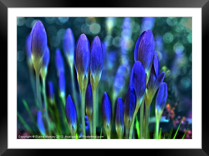 Spring Crocus flowers unopened  Framed Mounted Print by Elaine Manley