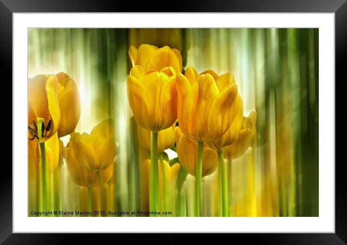  Spring Yellow Tulip Flower Framed Mounted Print by Elaine Manley