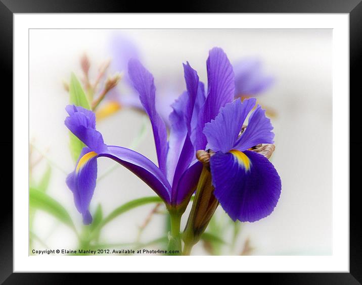 Delicate Purple Spring  Iris Flower Framed Mounted Print by Elaine Manley