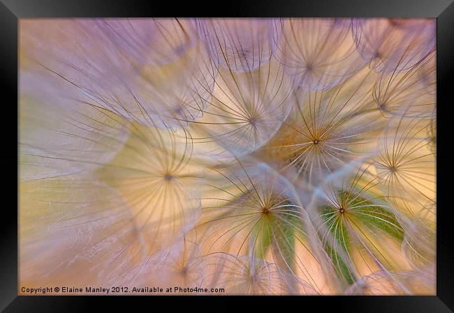 Dandelion Fluff  Flower Framed Print by Elaine Manley