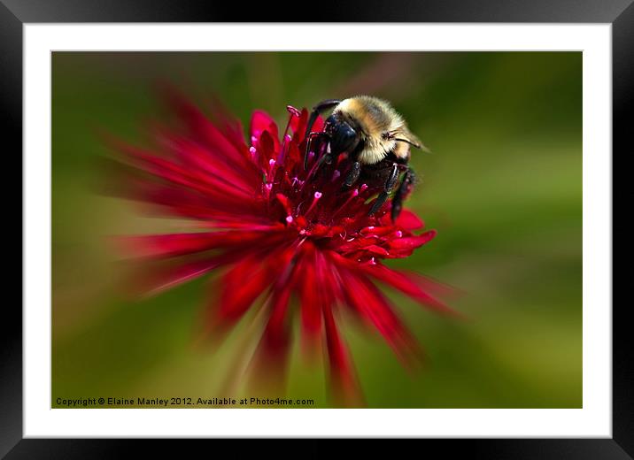 The Nector Collector ..Bee Framed Mounted Print by Elaine Manley