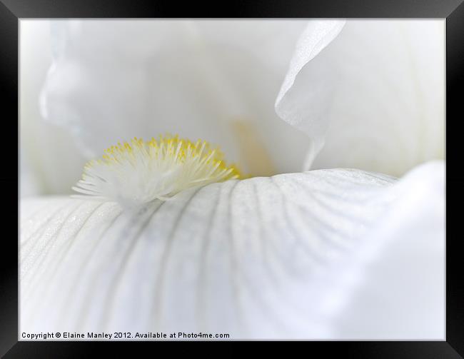 White Iris flower Petal Framed Print by Elaine Manley