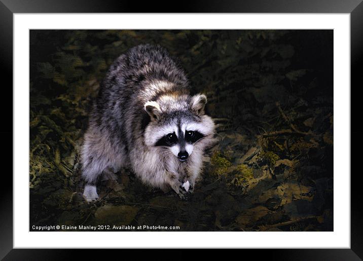 Baby Raccoon Framed Mounted Print by Elaine Manley
