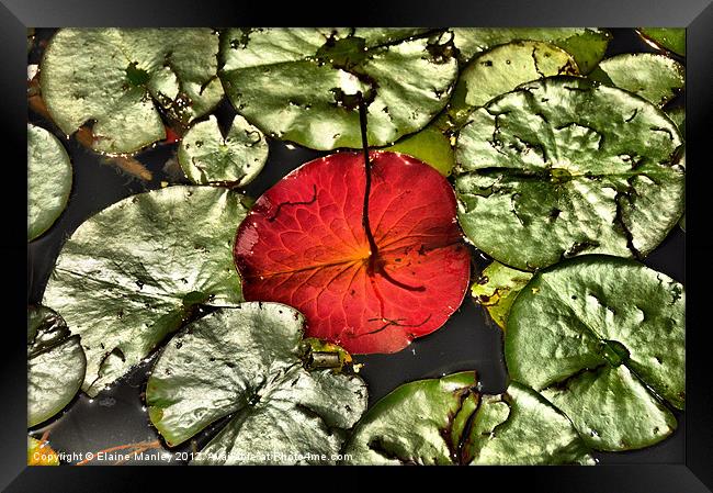 Water Lily Pad Upside Down Framed Print by Elaine Manley