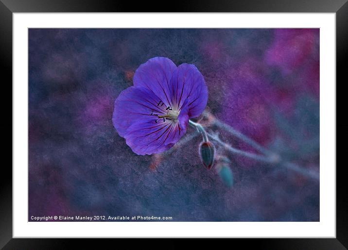 Purple Wild flower...Cranesbill flower Framed Mounted Print by Elaine Manley