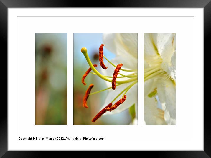 Day Lily flower in Triptych Framed Mounted Print by Elaine Manley