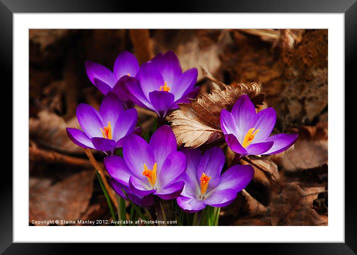 The First Signs of Spring .. Crocus Flower Framed Mounted Print by Elaine Manley
