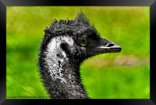 Fiesty Emu Framed Print by Elaine Manley
