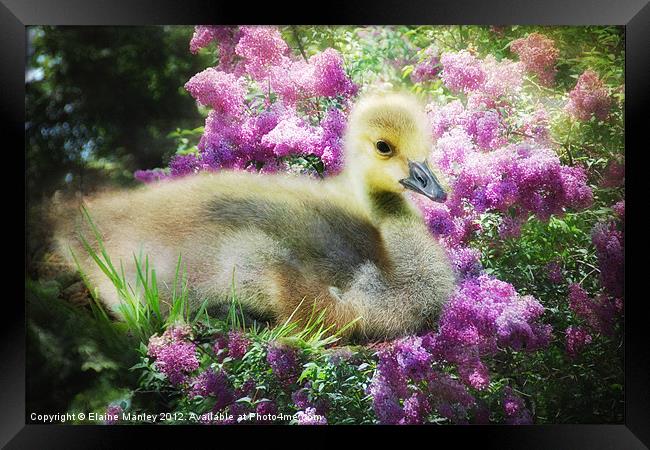 Gosling and Lilacs Framed Print by Elaine Manley