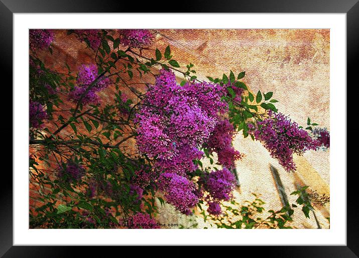  Spring Tuscany Lilac Flower Framed Mounted Print by Elaine Manley