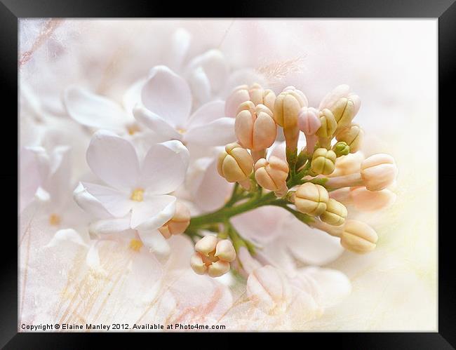  Spring  Flower Lilacs  Framed Print by Elaine Manley