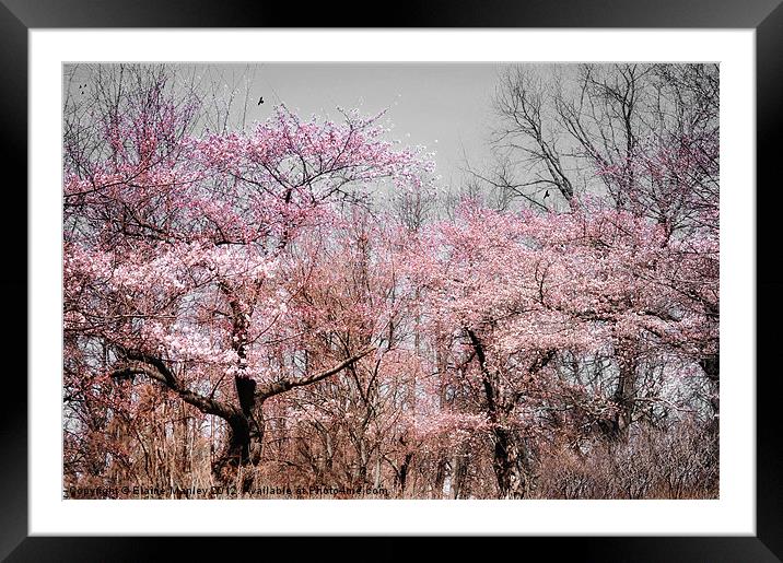 Spring Cherry Blossom Trees Flowers  Framed Mounted Print by Elaine Manley