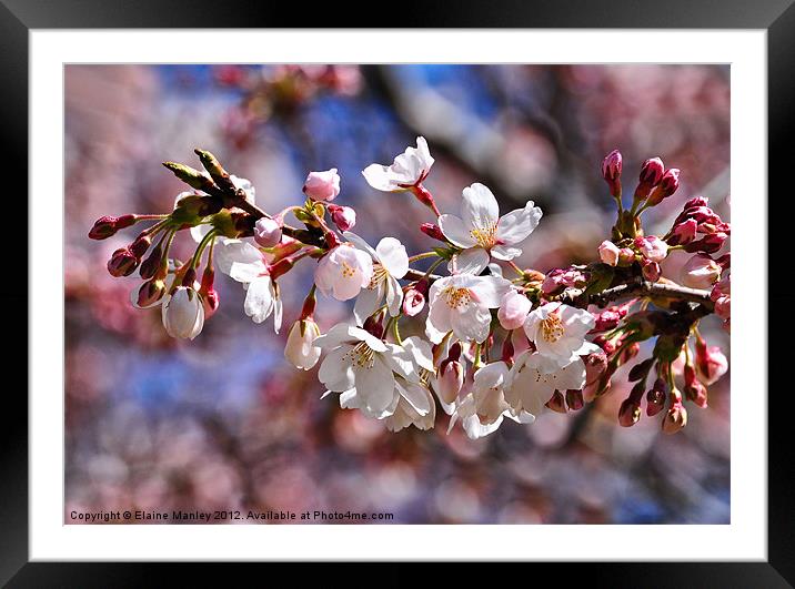  Spring Cherry Blossoms Flower  Framed Mounted Print by Elaine Manley