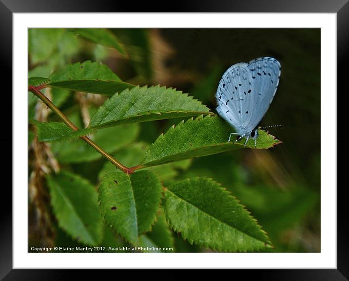 Spring Azure Butterfly Framed Mounted Print by Elaine Manley