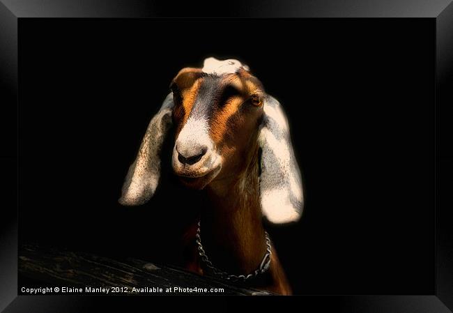 Nubian Goat       Animal  Framed Print by Elaine Manley