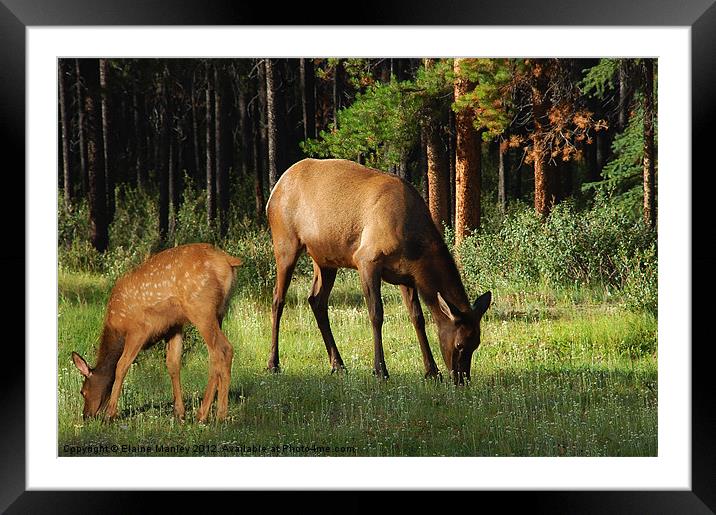 Mother and Baby Elk in Alberta Canad    Animal Framed Mounted Print by Elaine Manley