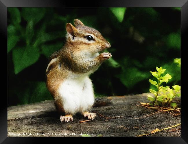 Chipmunk in Nature    Animal Framed Print by Elaine Manley