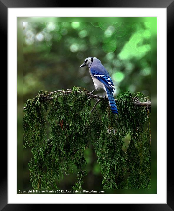 bluejay on Cedar Tree Framed Mounted Print by Elaine Manley