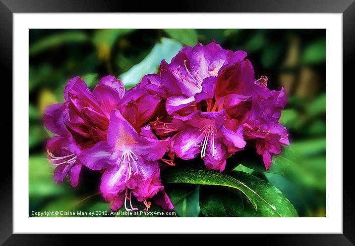 Pink Azalea Flower Framed Mounted Print by Elaine Manley